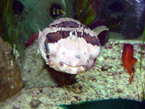 Aquarium